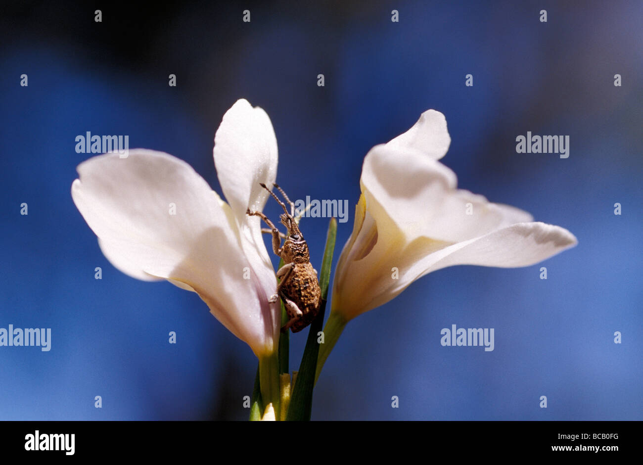 A Weevil Beetle on a Butterfly Flag flower against a deep blue sky. Stock Photo