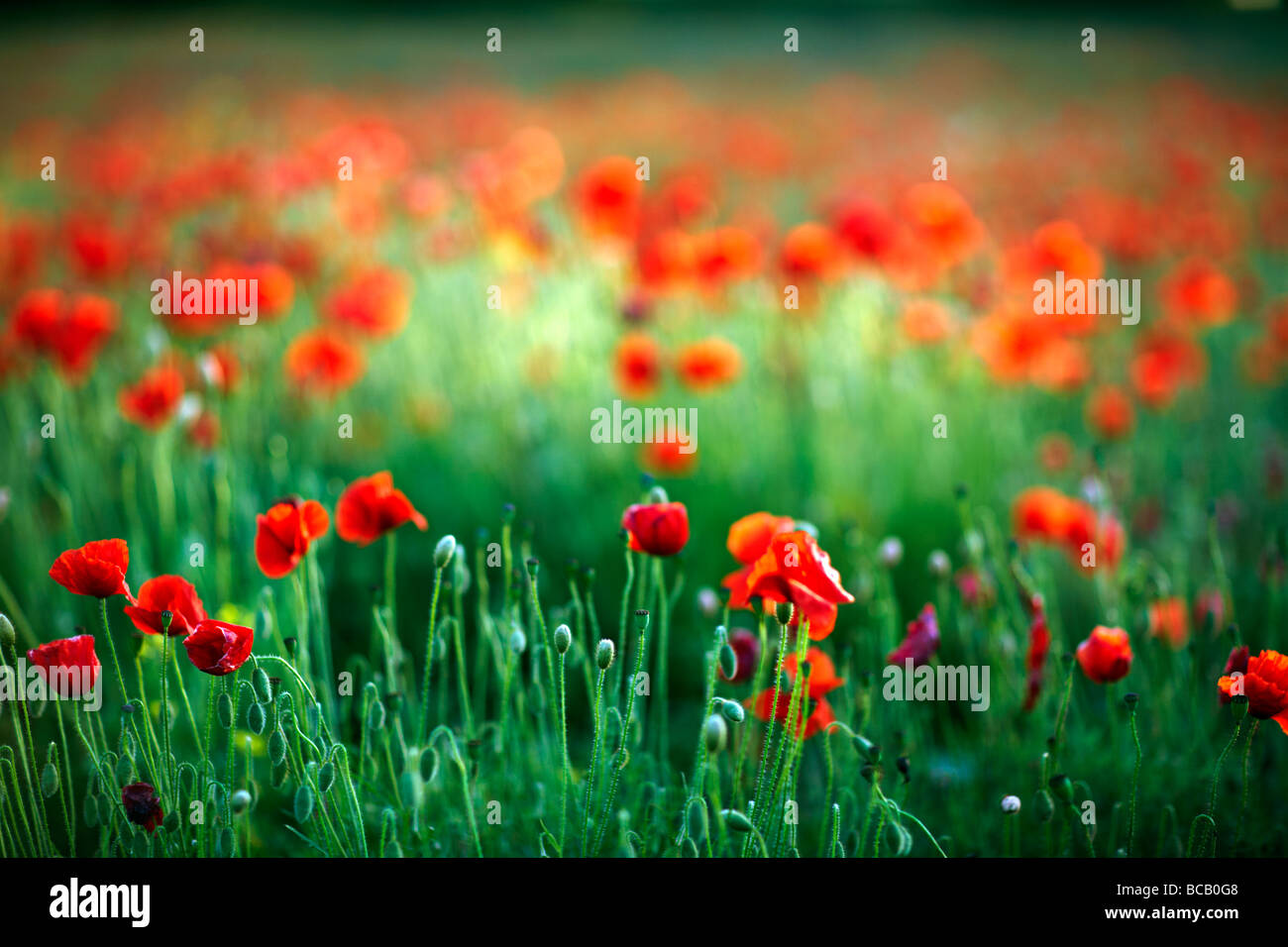 Ww1 soldier in poppy field hi-res stock photography and images - Alamy