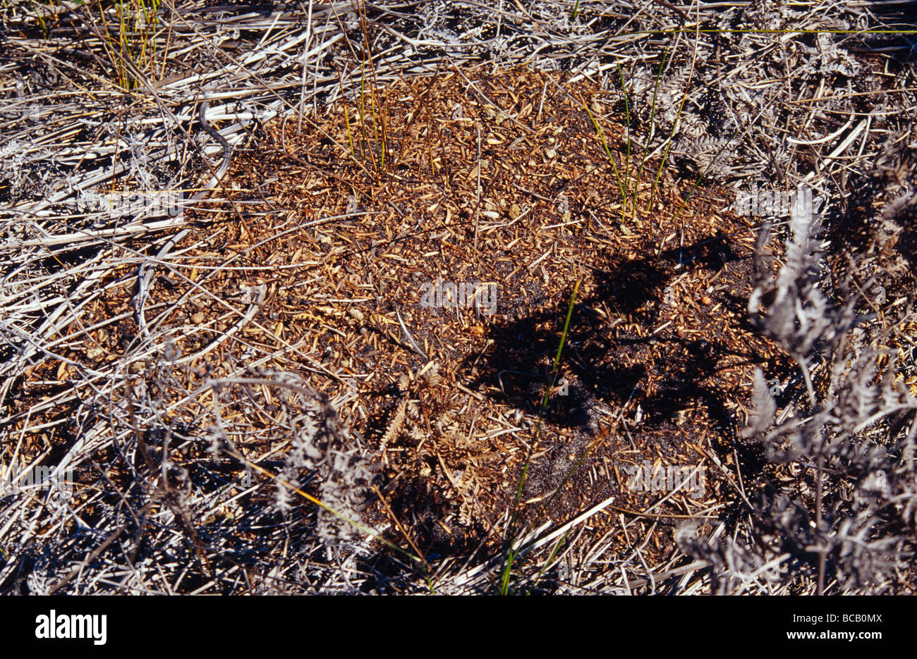 Jumping jack ant hires stock photography and images Alamy