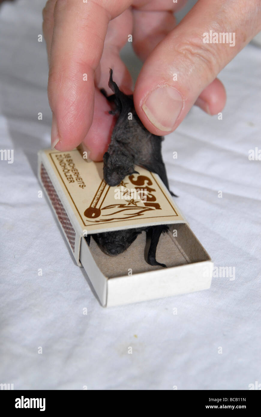 Two bats (common pipistrelle), about 3 weeks old, sitting on and inside a box of matches Stock Photo