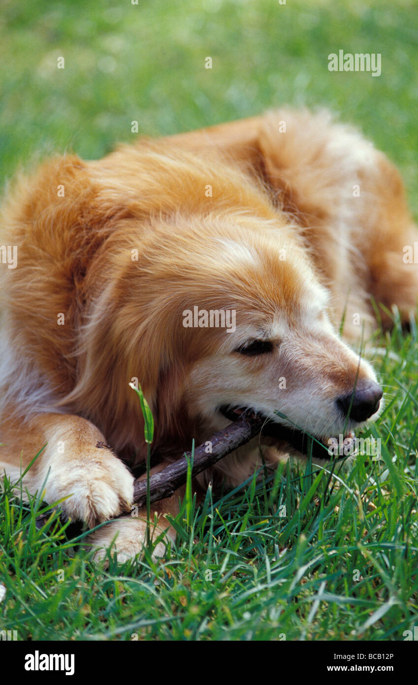 Golden retriever in the park hi-res stock photography and images - Alamy