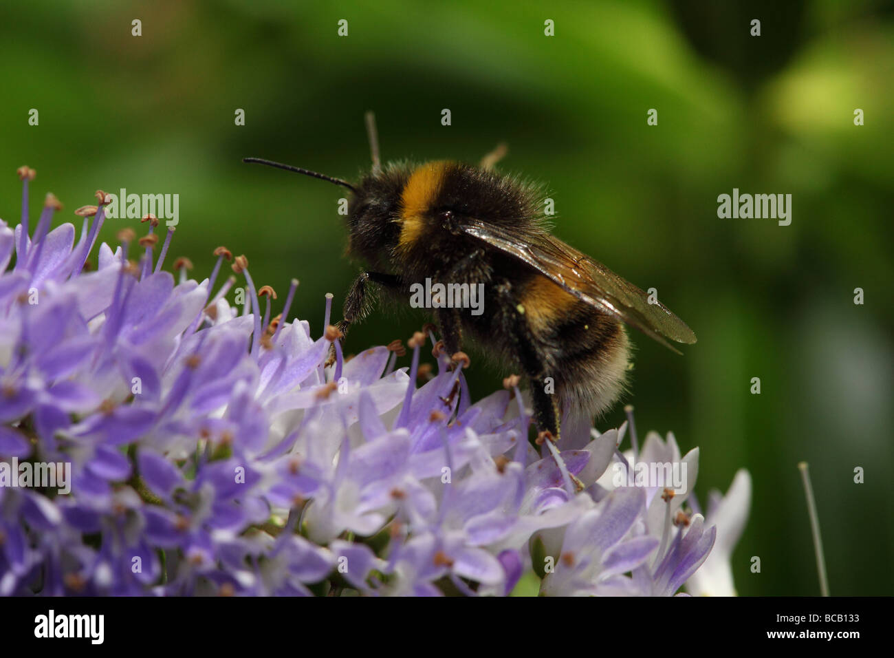Bee working on Hebe Stock Photo