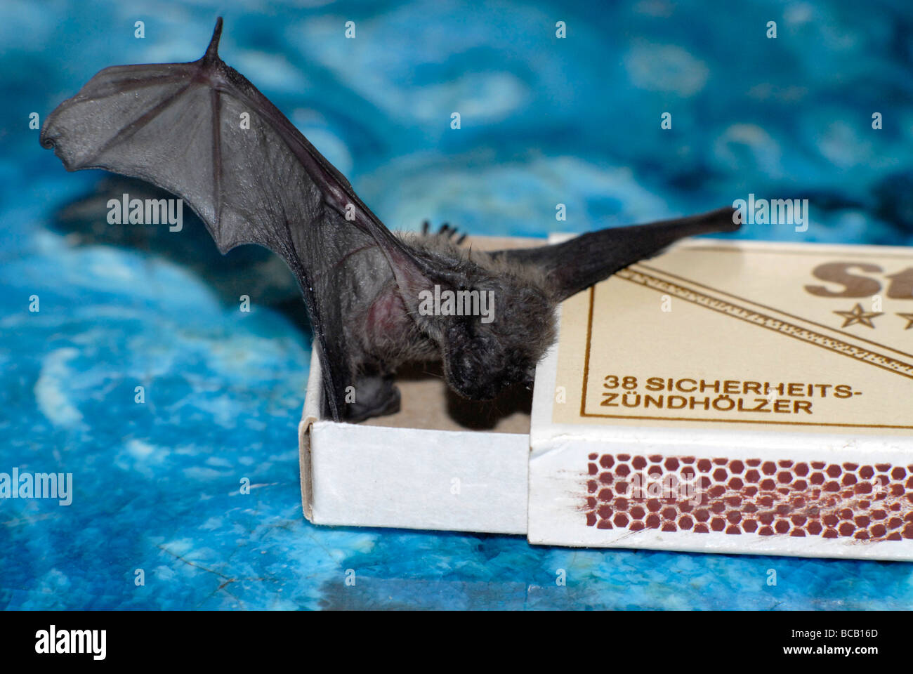 A bat (common pipistrelle), about 3 weeks old, sitting on a box of matches Stock Photo