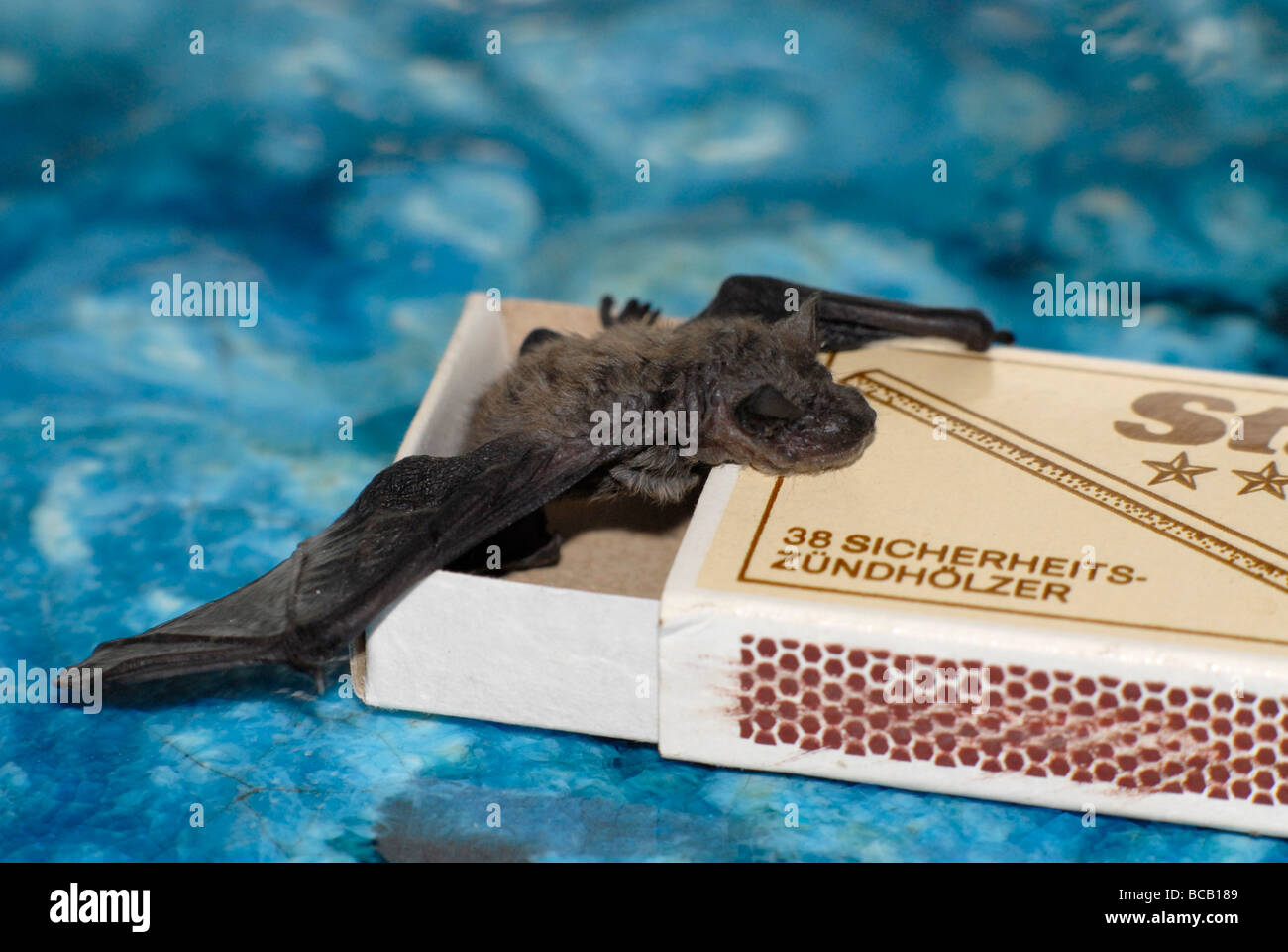 A bat (common pipistrelle), about 3 weeks old, sitting on a box of matches Stock Photo