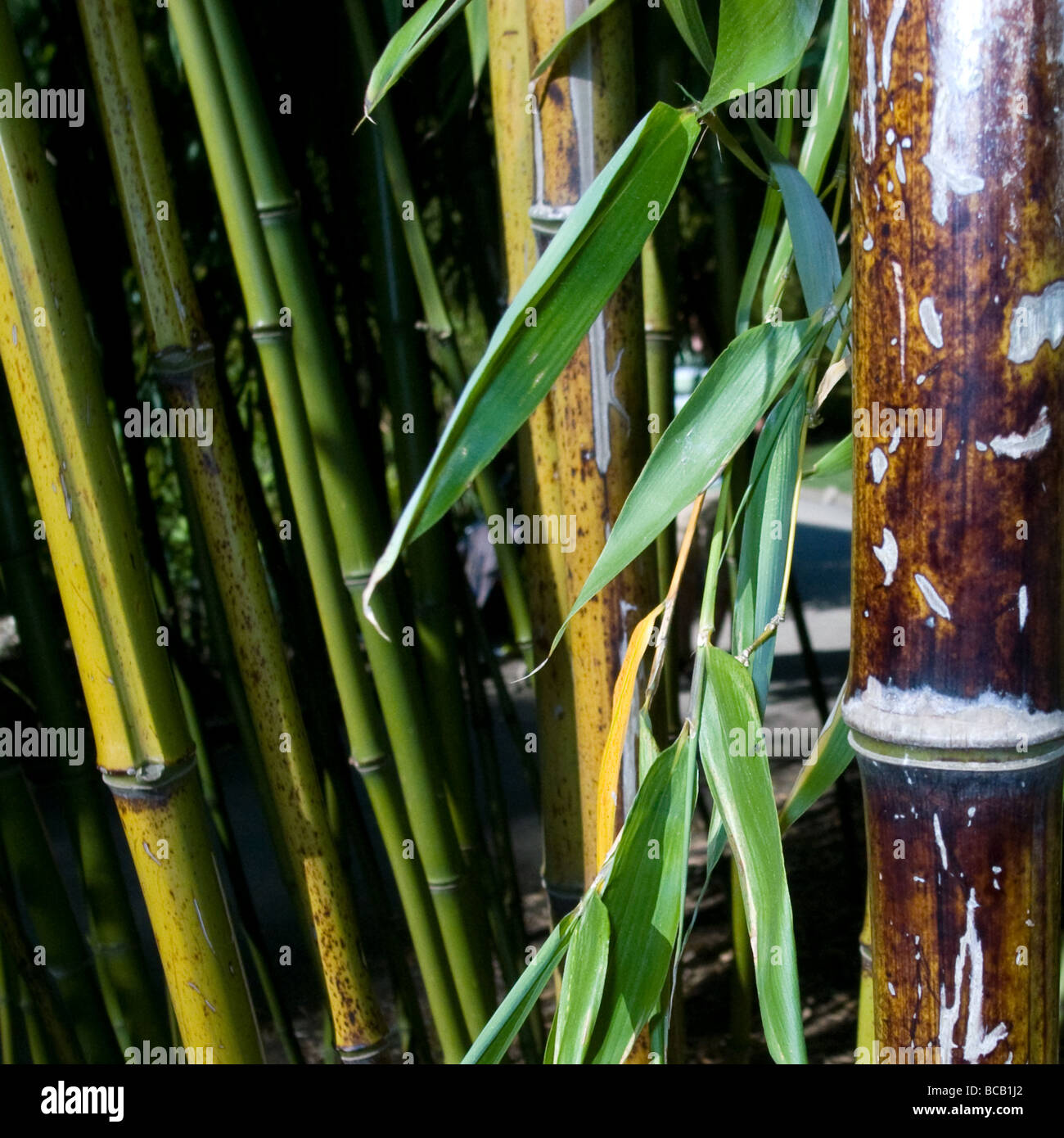 Bamboo Tree Royal Botanic Gardens, Kew, Richmond, Surrey Stock Photo Alamy