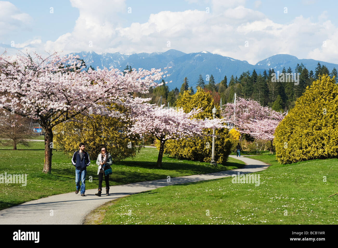 cherry blossom in Stanley Park Vancouver British Columbia Canada Stock  Photo - Alamy