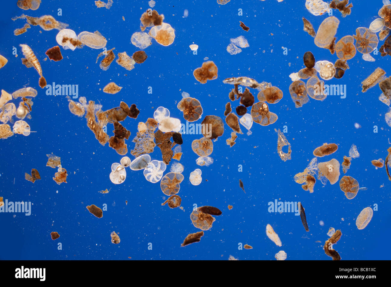 Foraminifera specimens blue background Stock Photo