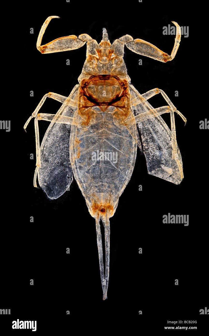 Water scorpion, Nepa cinerea, darkfield photomicrograph Stock Photo