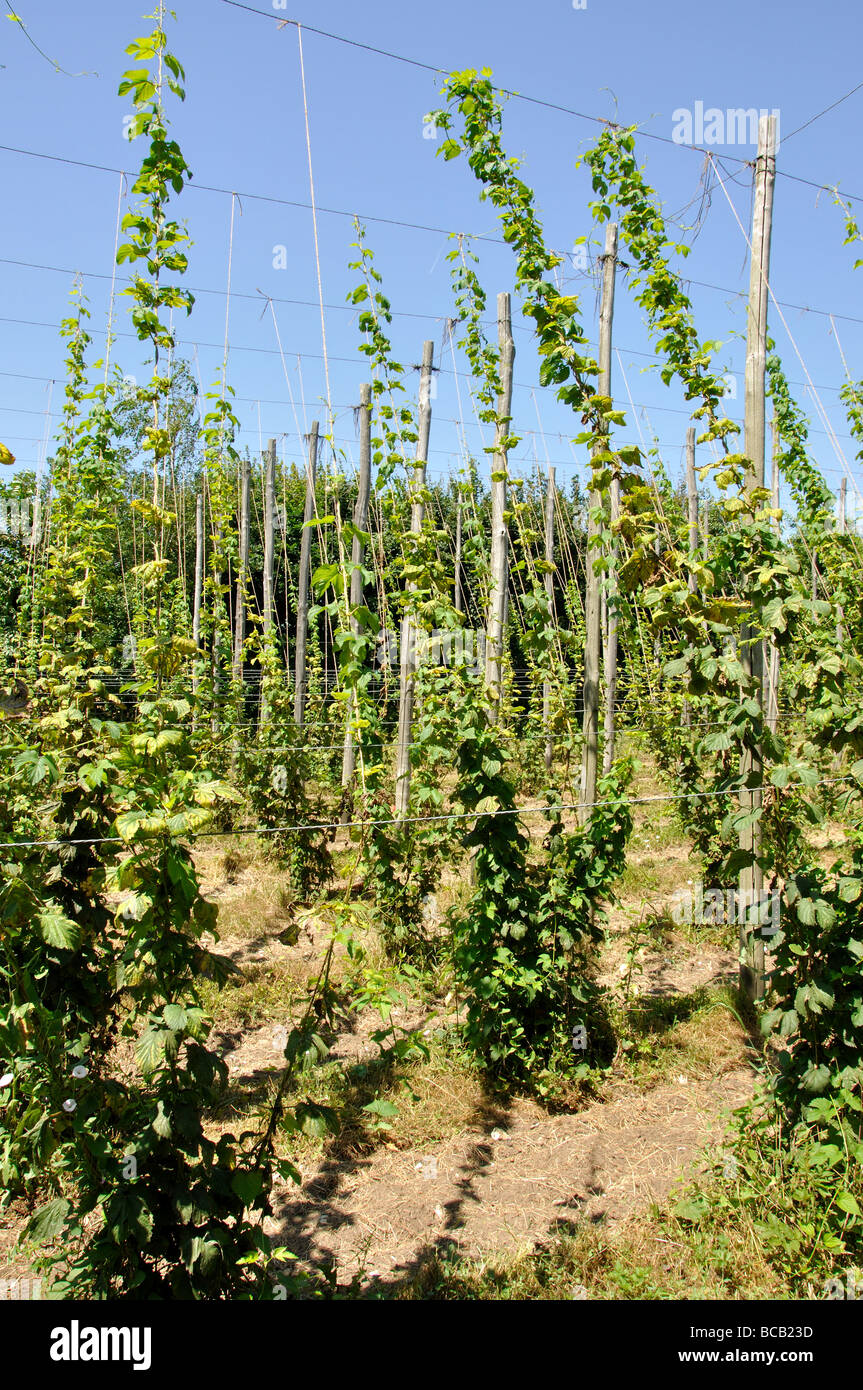 Hop vines, Museum of Kent Life, Sandling, Kent, England, United Kingdom