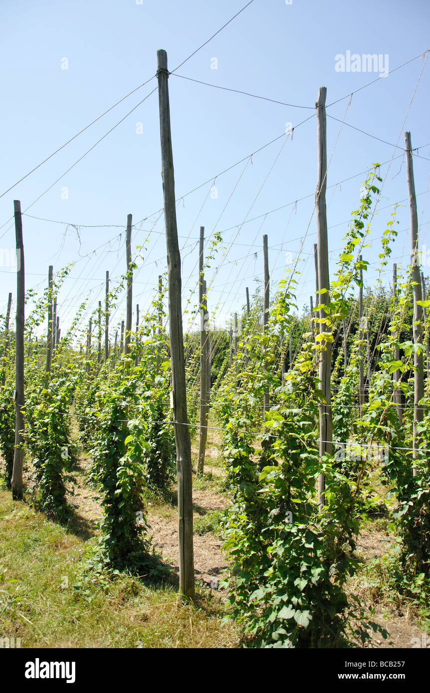 Hop vines, Museum of Kent Life, Sandling, Kent, England, United Kingdom