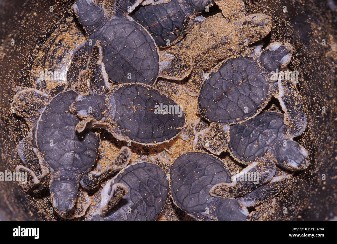 Endangered Green Sea Turtle hatchlings captured in a bucket. Stock Photo