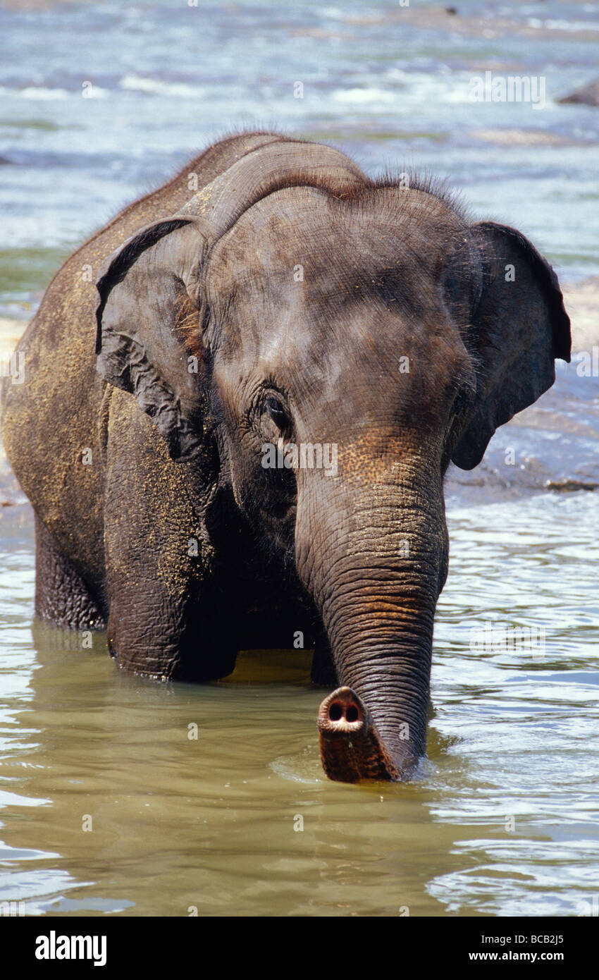 An endangered Asian Elephant wading into a river to cool off. Stock Photo