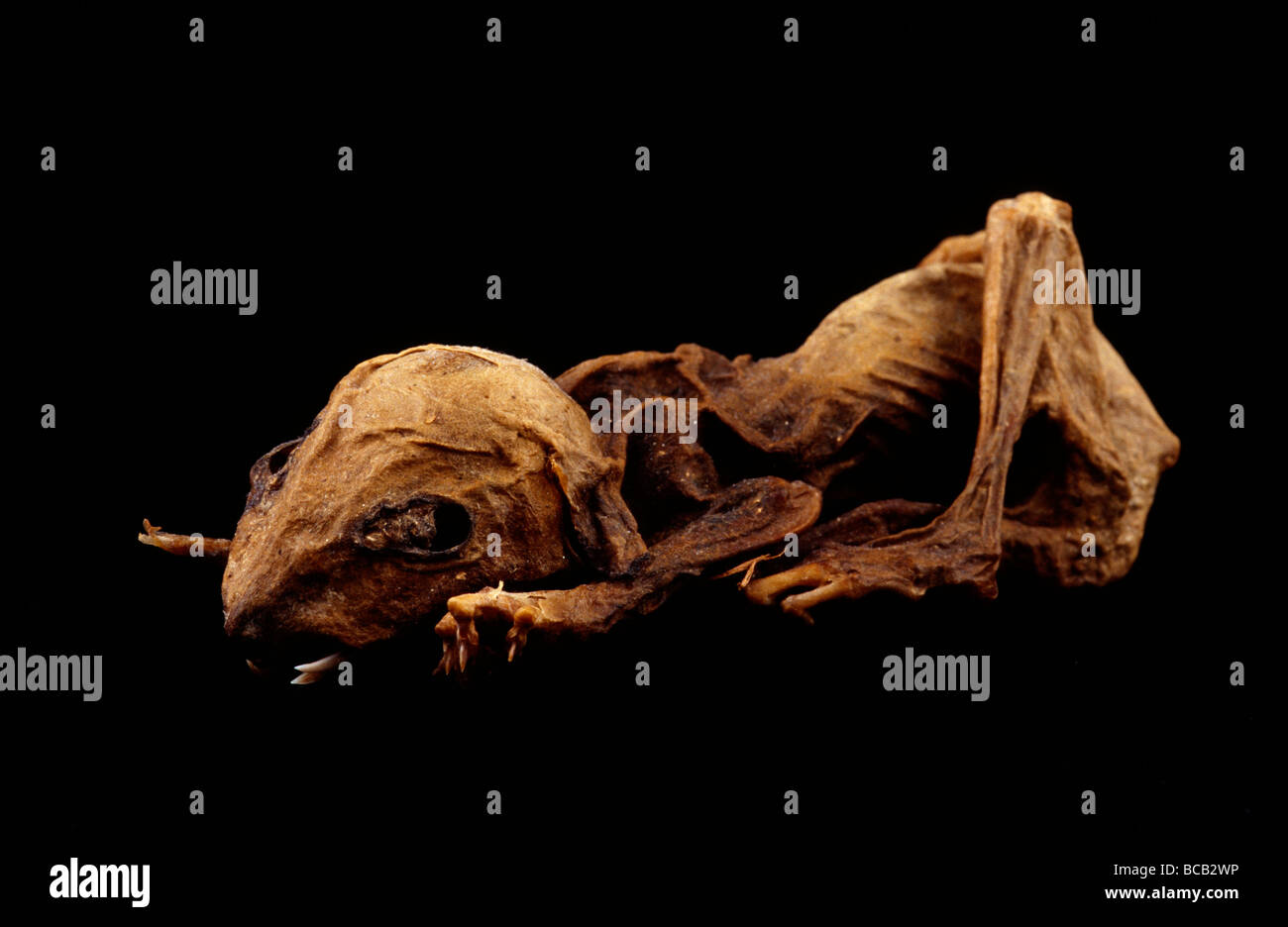 The mummified and dessicated body of an endangered Leadbeaters Possum. Stock Photo