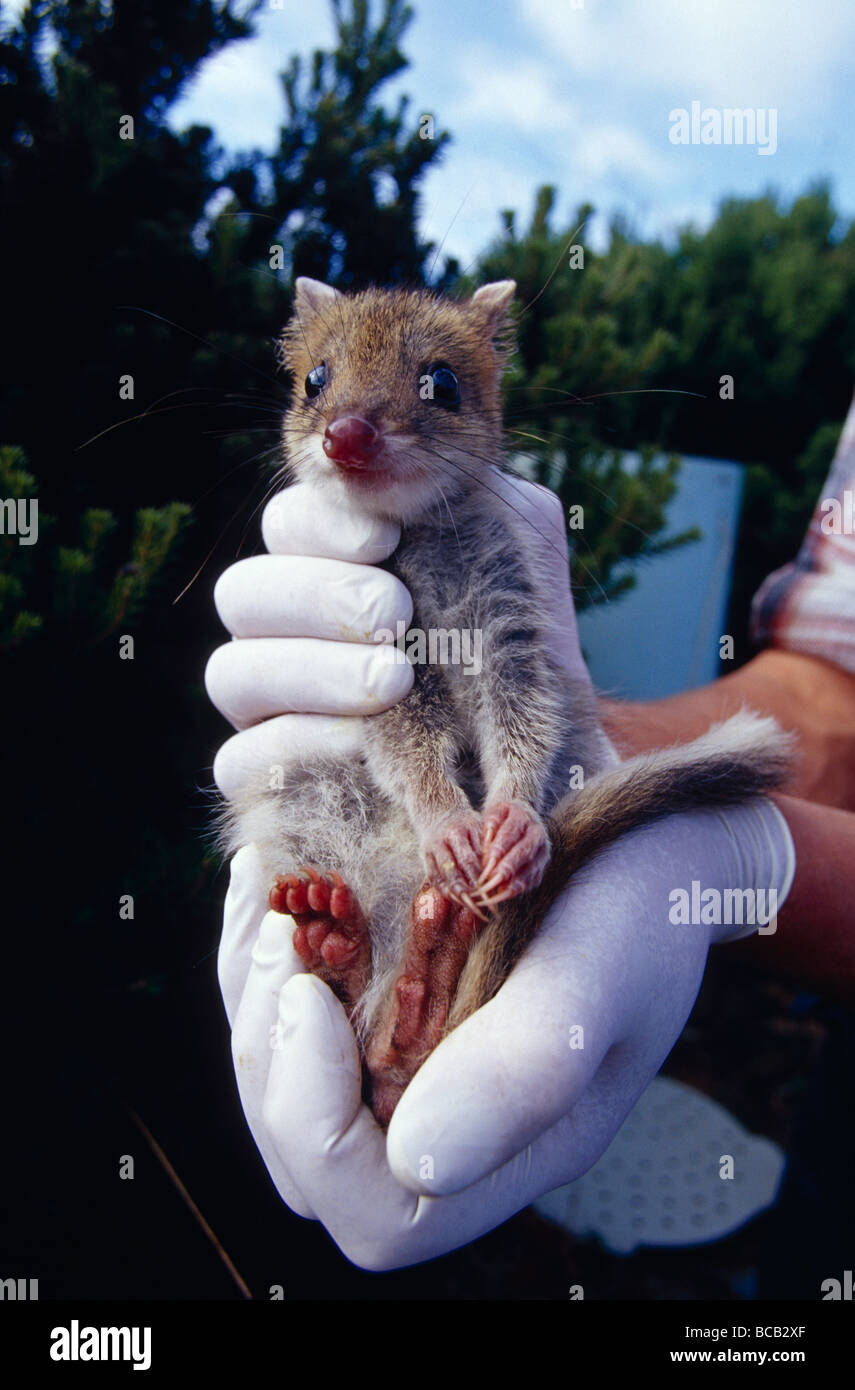 An Eastern Spotted Quoll restrained in a researcher's gloved hands. Stock Photo
