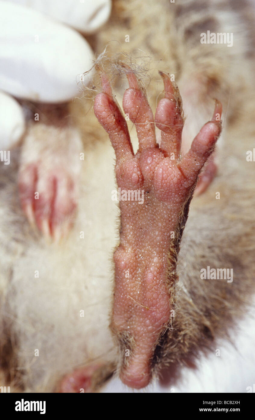 The bizarre padded foot and claws of an Eastern Spotted Quoll. Stock Photo