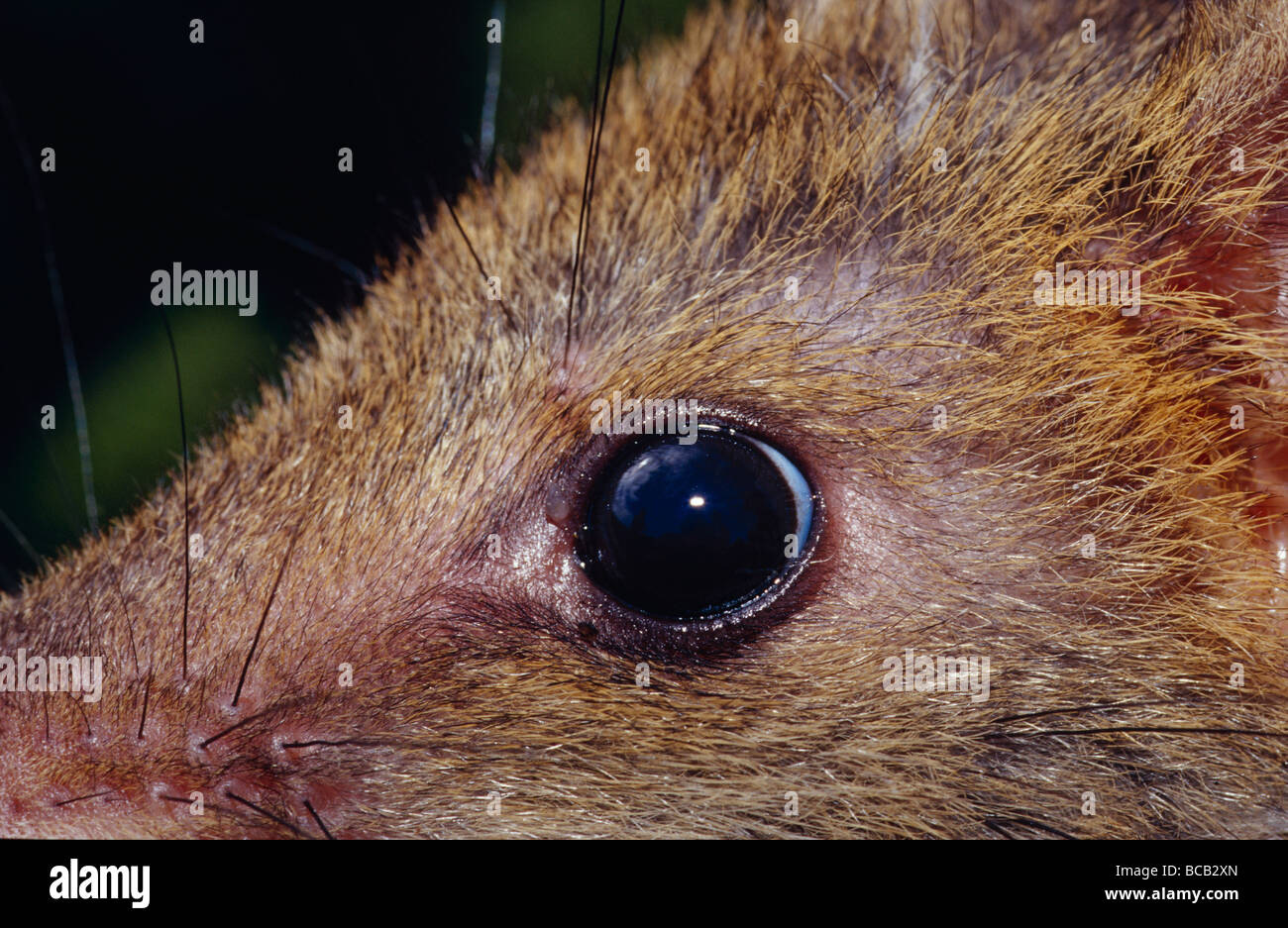 A closeup view of the eye and fur of an Eastern Spotted Quoll. Stock Photo