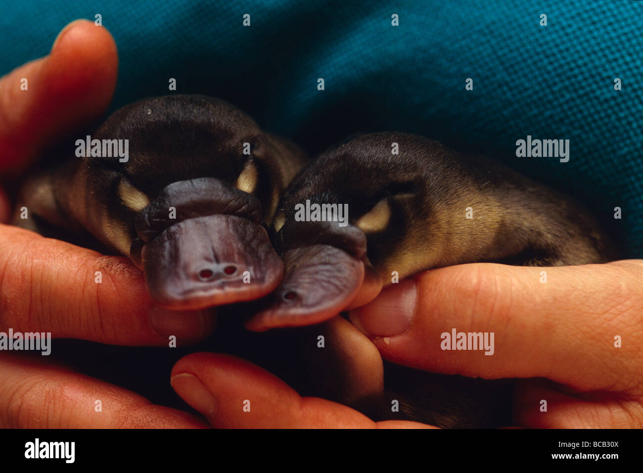 platypus in zoo