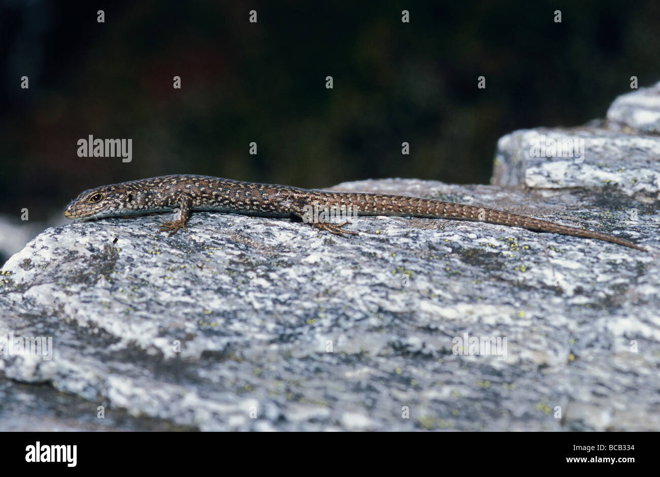 A Skink sun basking on a granite mountain top. Stock Photo