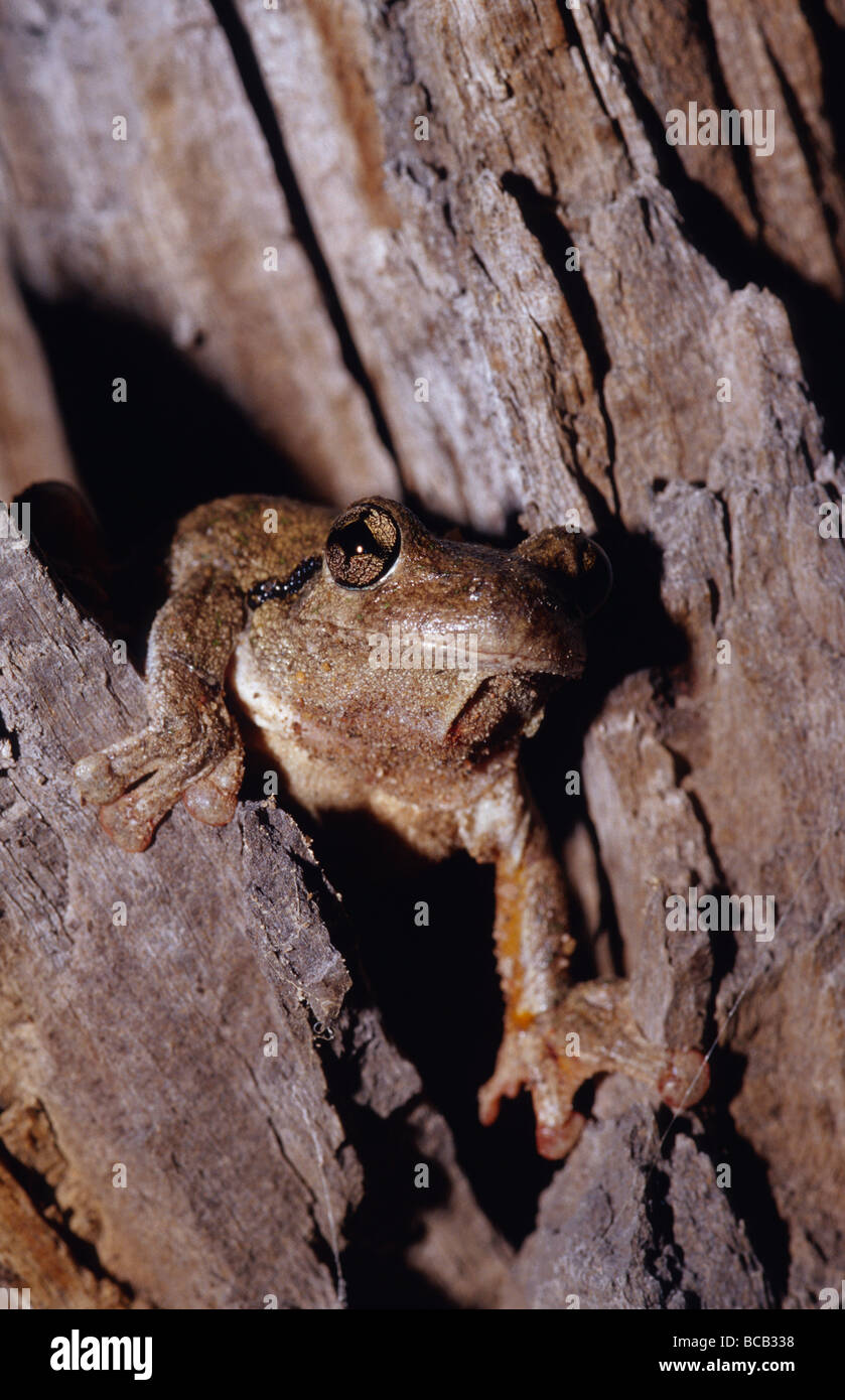 A Perons Tree Frog emerging from a tree stump to feed and mate Stock