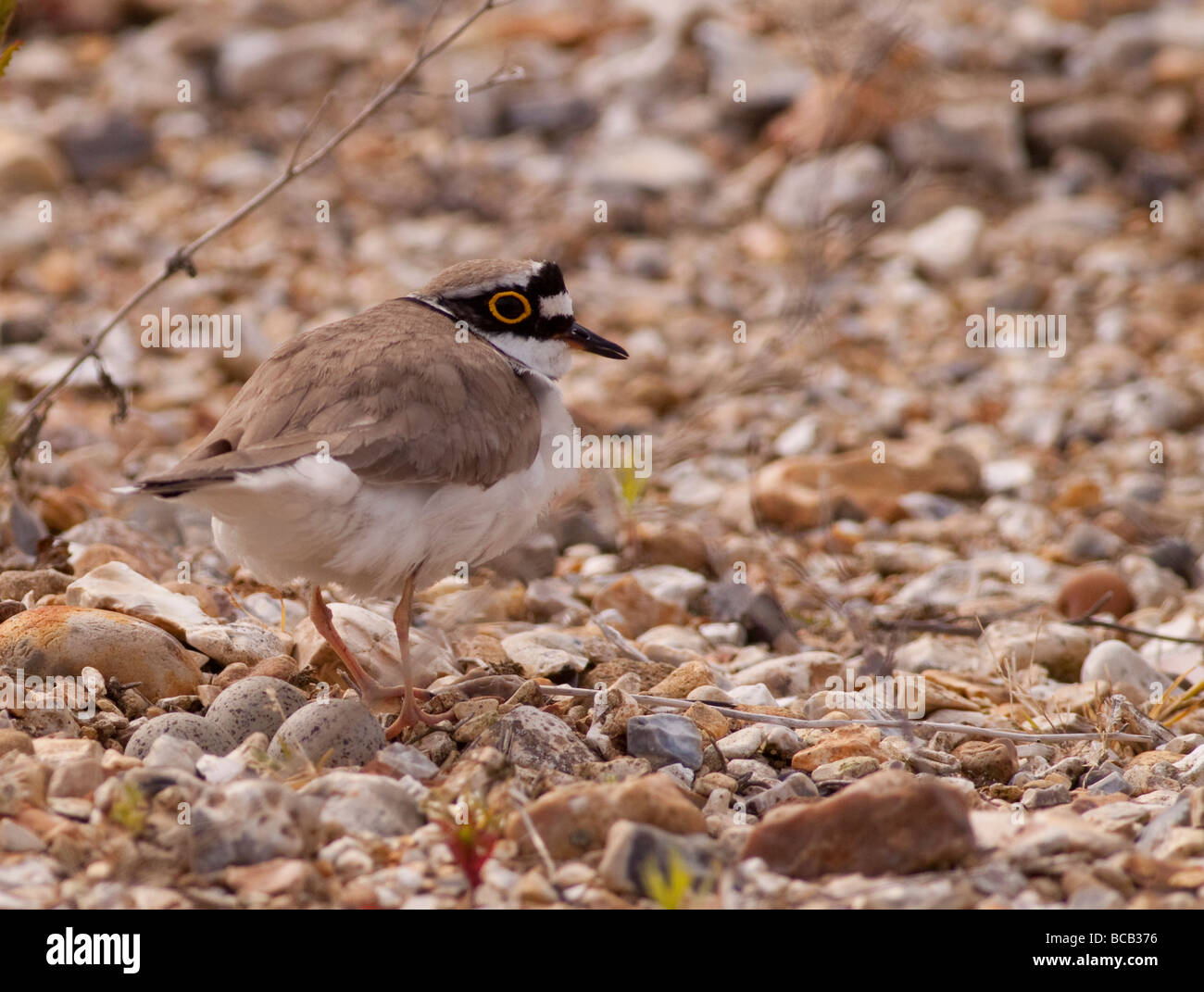 Ringed plover with eggs Stock Photo Alamy