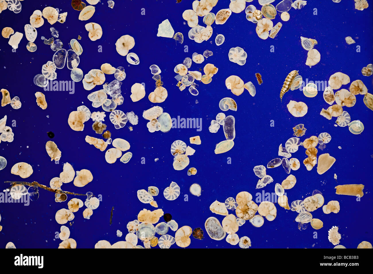 Foraminifera specimens blue background Stock Photo