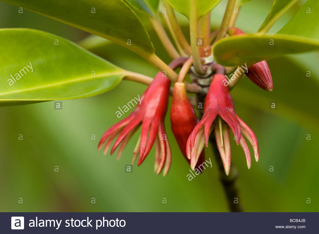Bruguiera Mangrove Stock Photos & Bruguiera Mangrove Stock Images - Alamy