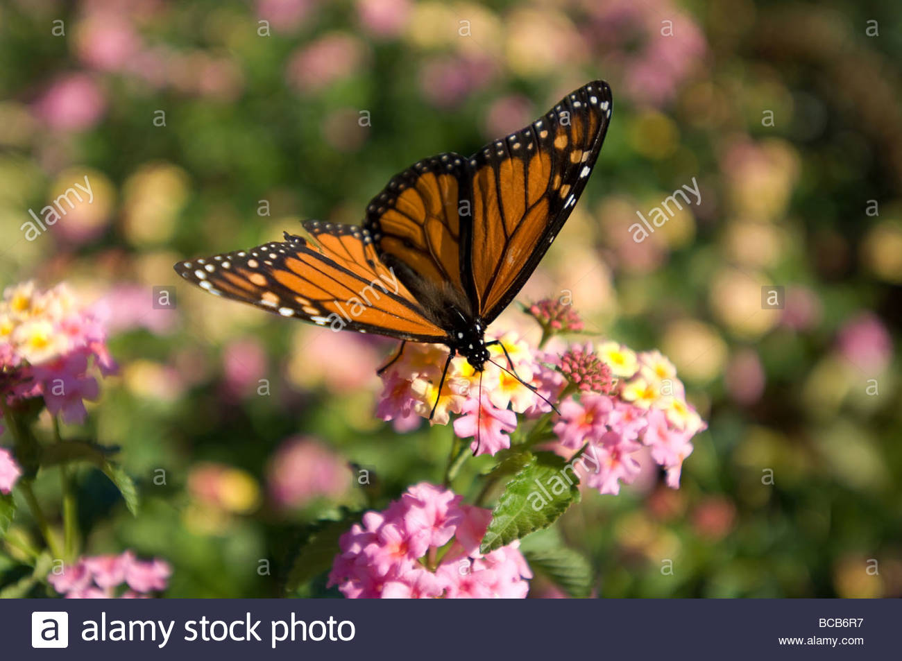 Monarch Butterfly Eggs High Resolution Stock Photography and Images Alamy