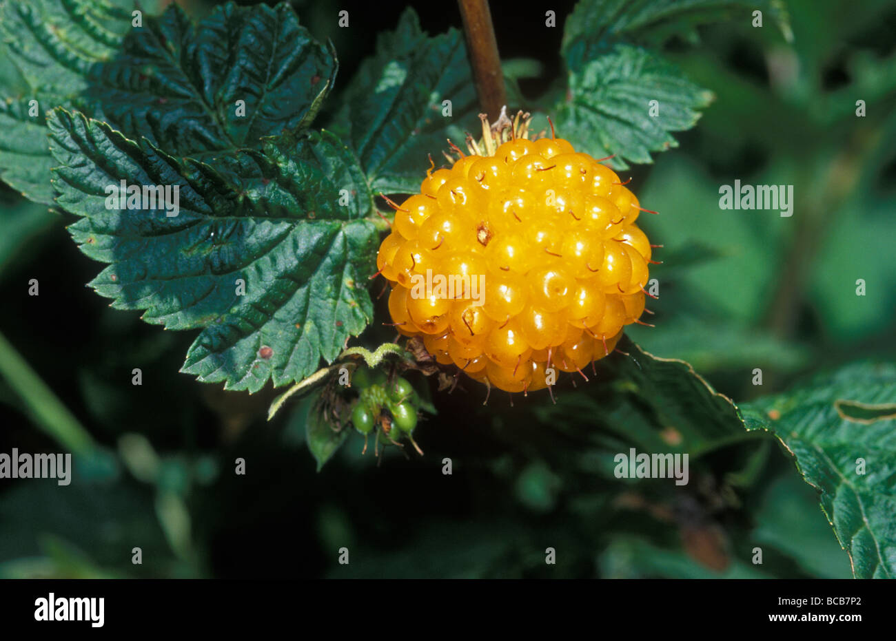 Edible yellow Salmonberry (Rubus spectabilis) on Kodiak Island Stock