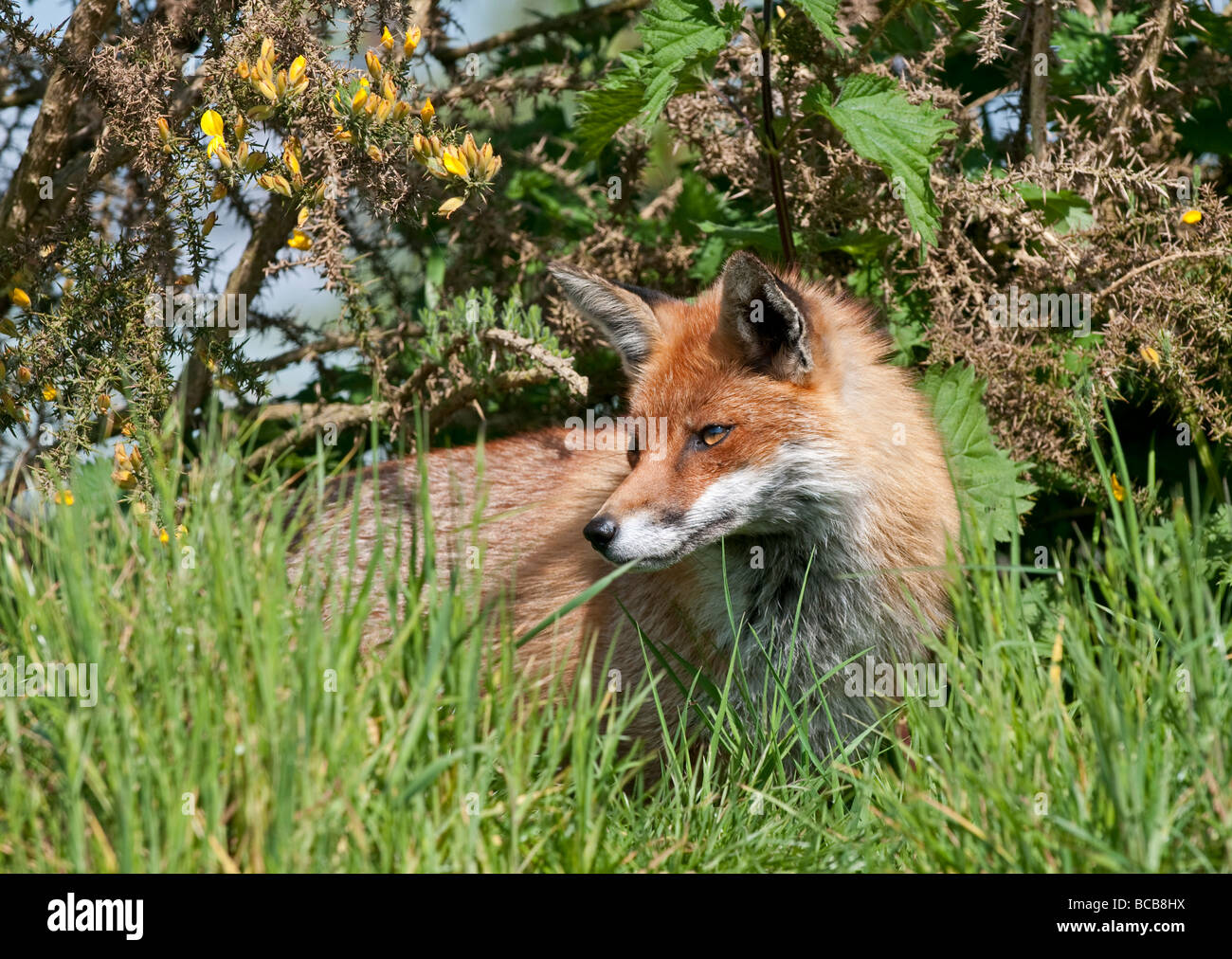 Fox: Vulpes vulpes Stock Photo