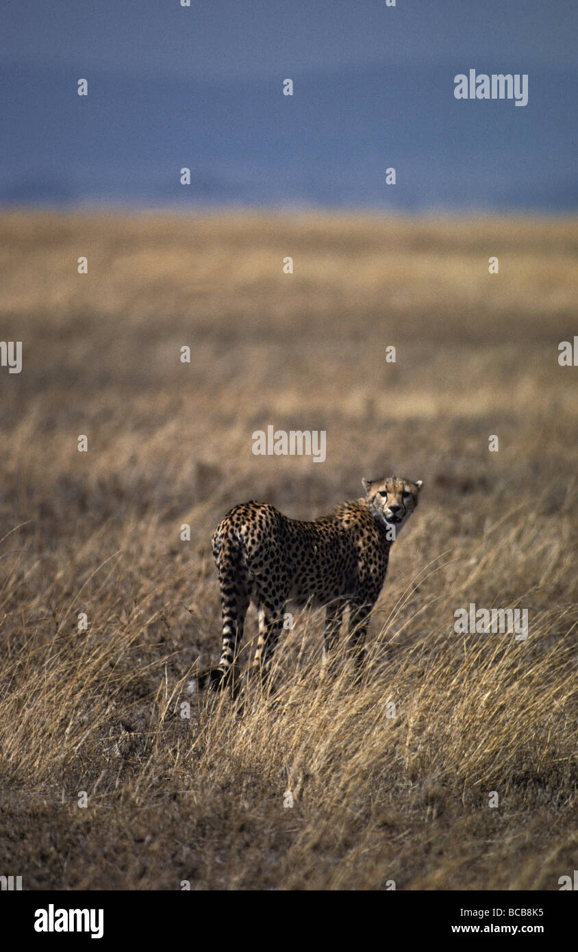 A lone Cheetah surveys the vast grasslands of the Serengetti for prey. Stock Photo