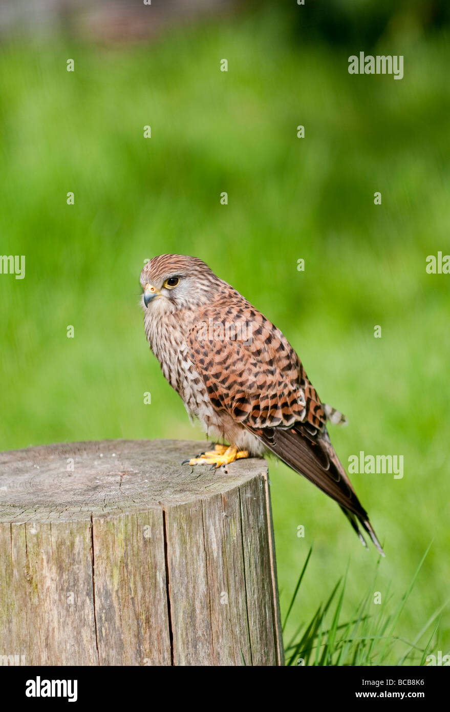 Kestrel: Falco tinunculus Stock Photo