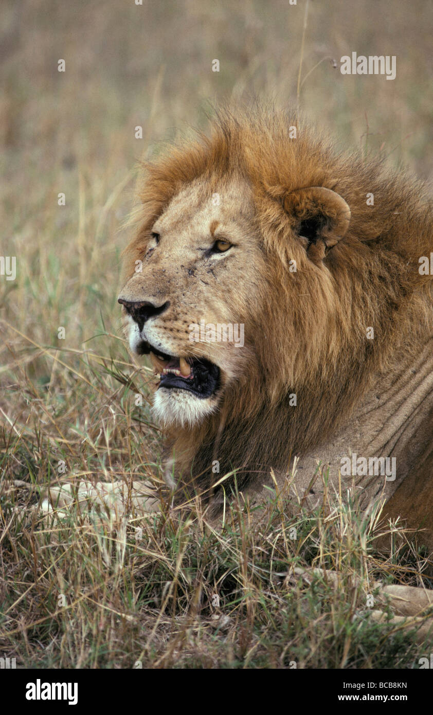 An African Lion surveys his territory and the females in his pride. Stock Photo