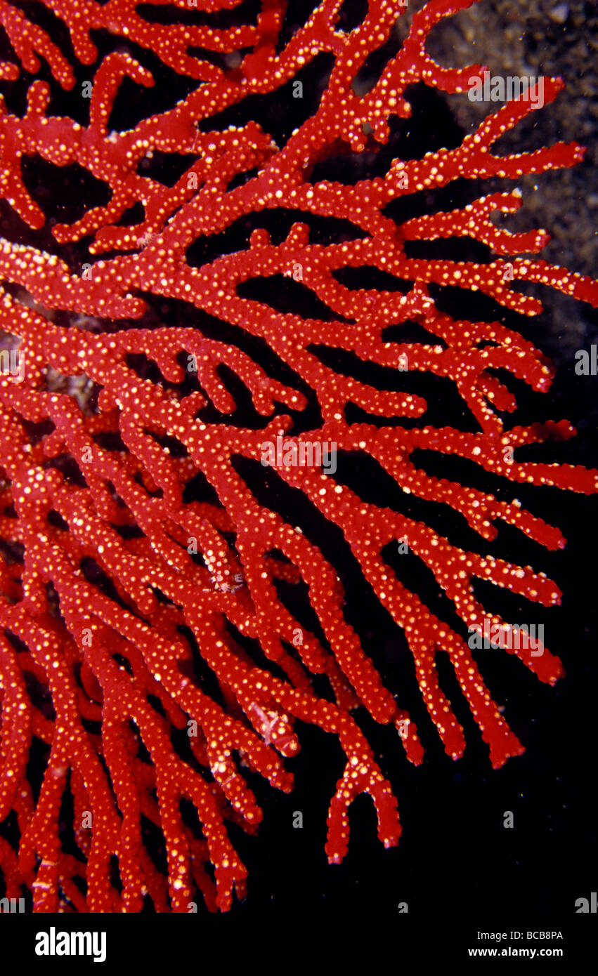 A bright red Gorgonian Soft Coral flares from a sub-tropical reef. Stock Photo