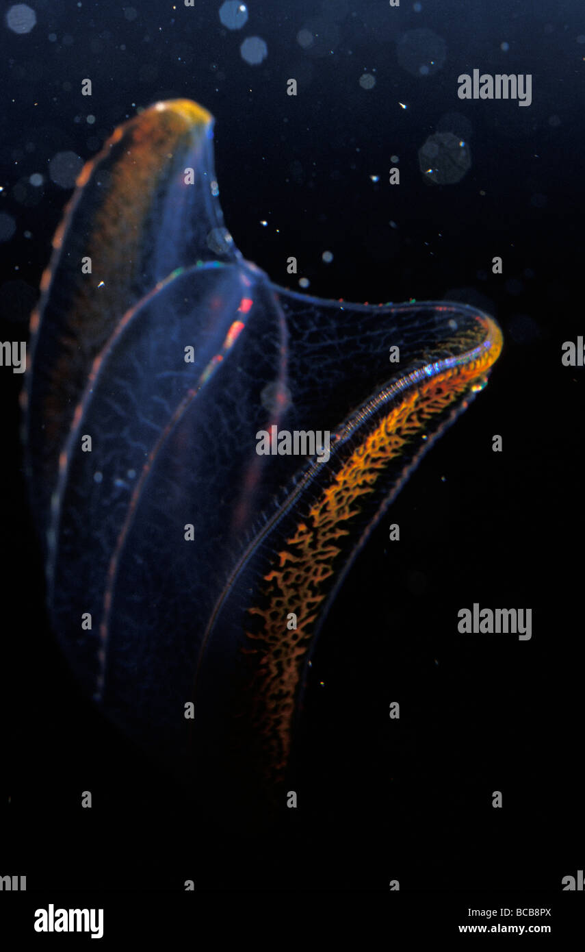 A delicate Comb Jelly, Neis Genus, displays underwater bioluminescence