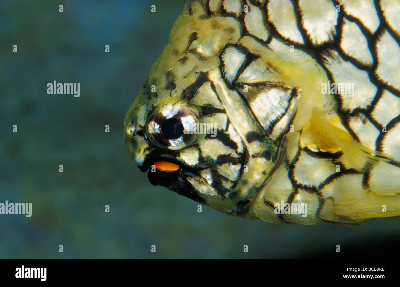 Detail of a Pineapple Fish head with yellow and black marking patterns ...