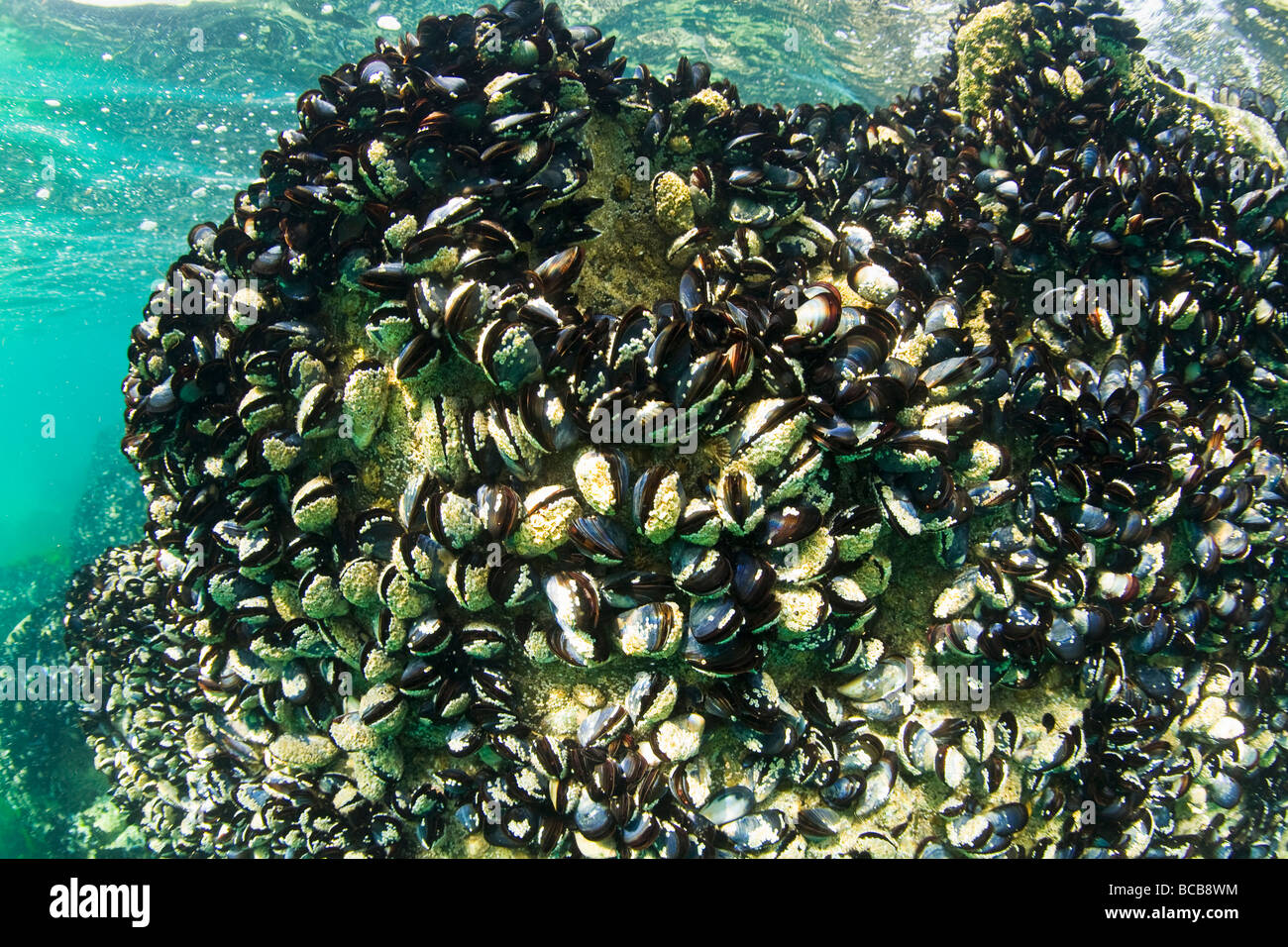 Blue mussels Mytilus edulis edible marine bivalve mollusc Mytilidae on rocks Cornwall UK Stock Photo