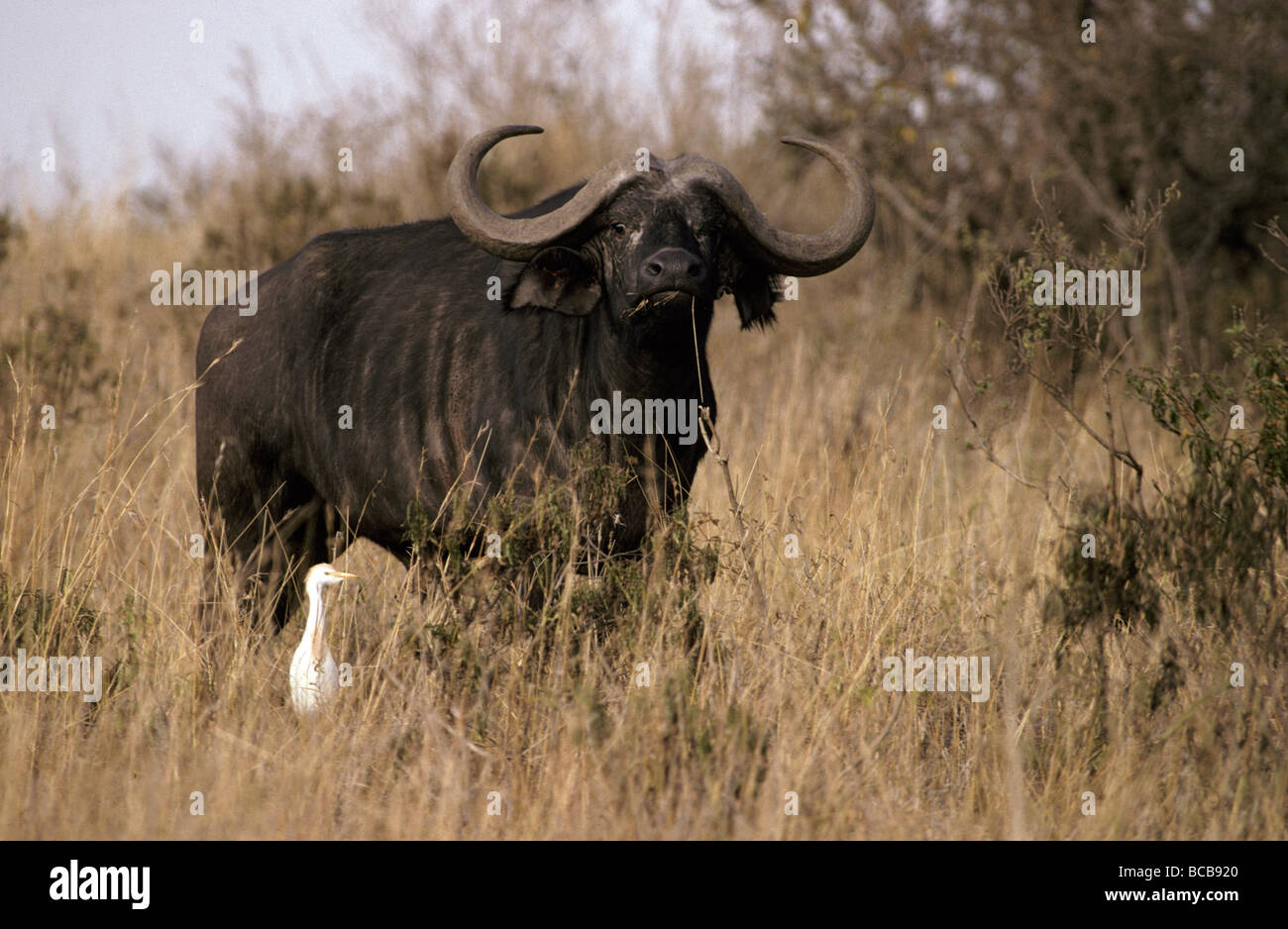 A Cape Buffalo with large curving horns and a Cattle Egret Stock Photo
