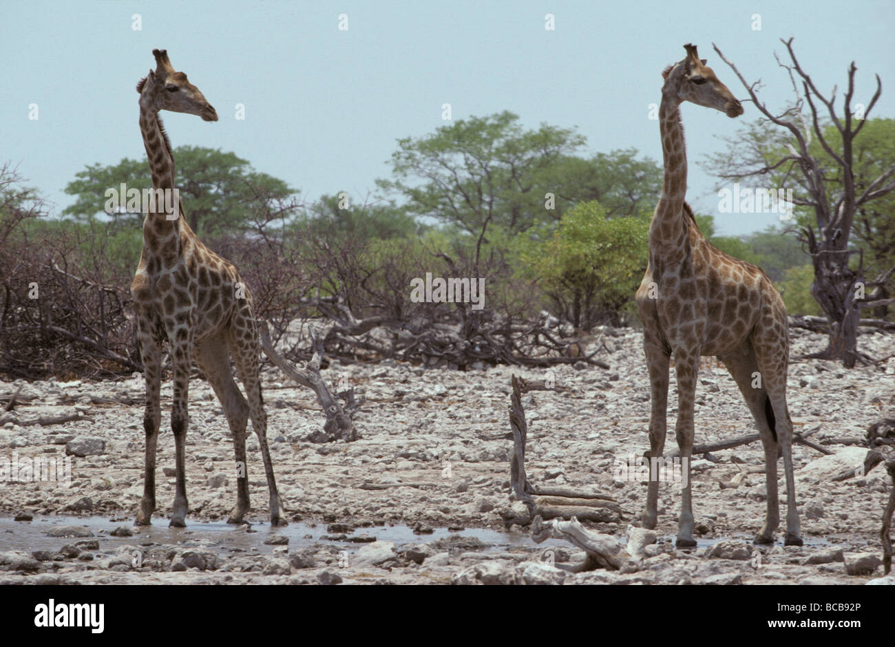 A Giraffe pair identically posed, head in profile, eyes and ears alert Stock Photo