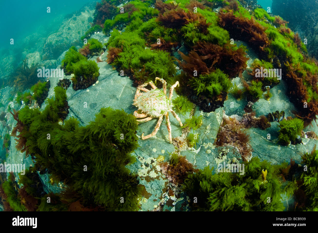 Spiny Spider Crab Maja squinado on rocks below sea Cornwall England UK United Kingdom GB Great Britain British Isles Europe Stock Photo