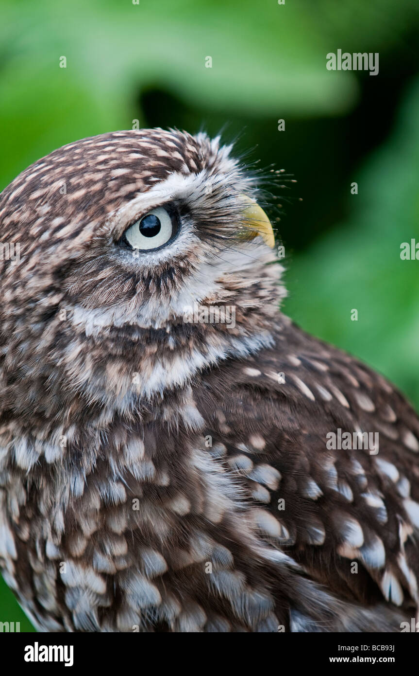 Little Owl: Athene noctua Stock Photo