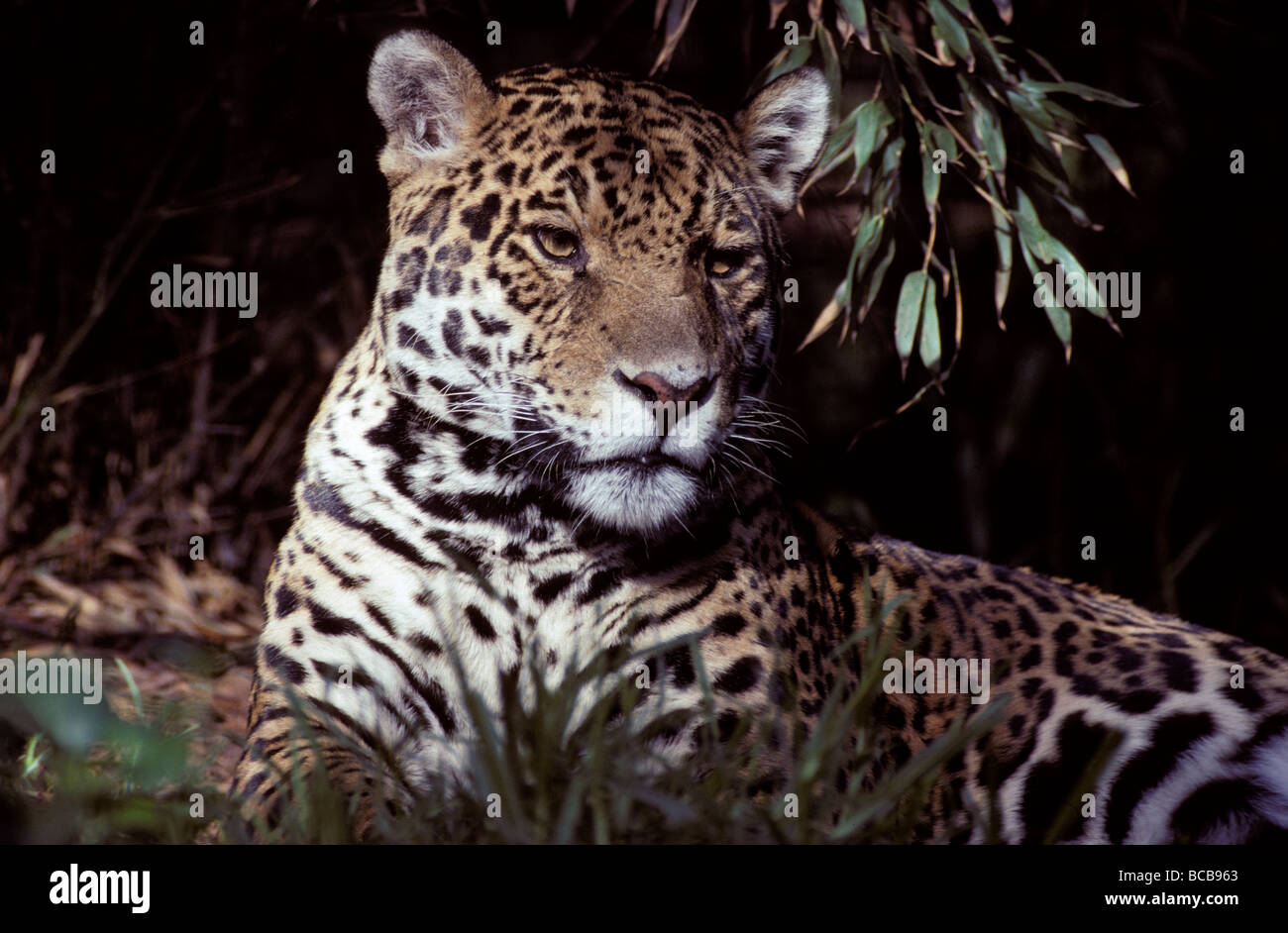 Jaguar portrait of face and ears, beautiful fur coat markings Stock