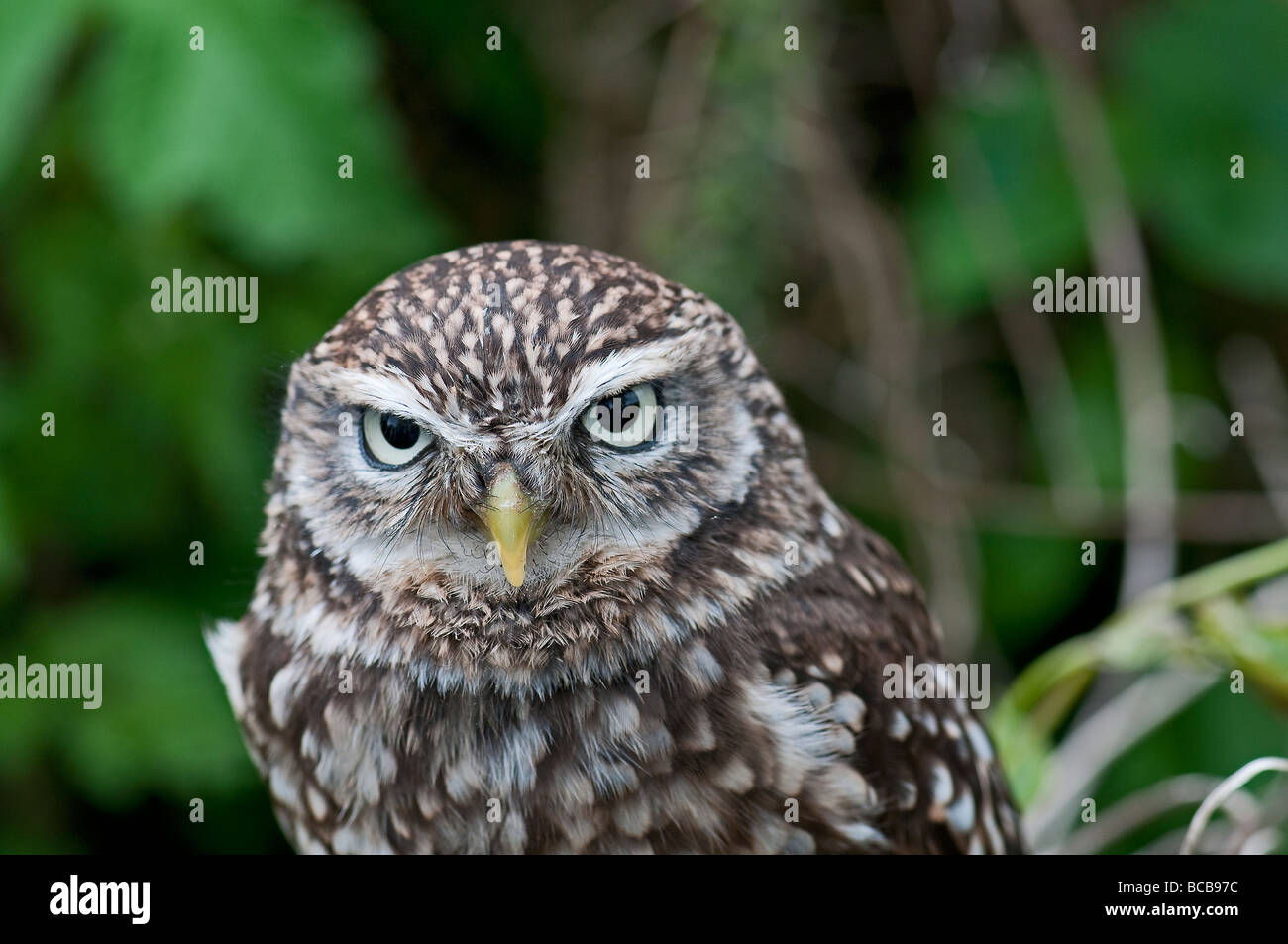 Little Owl: Athene noctua Stock Photo
