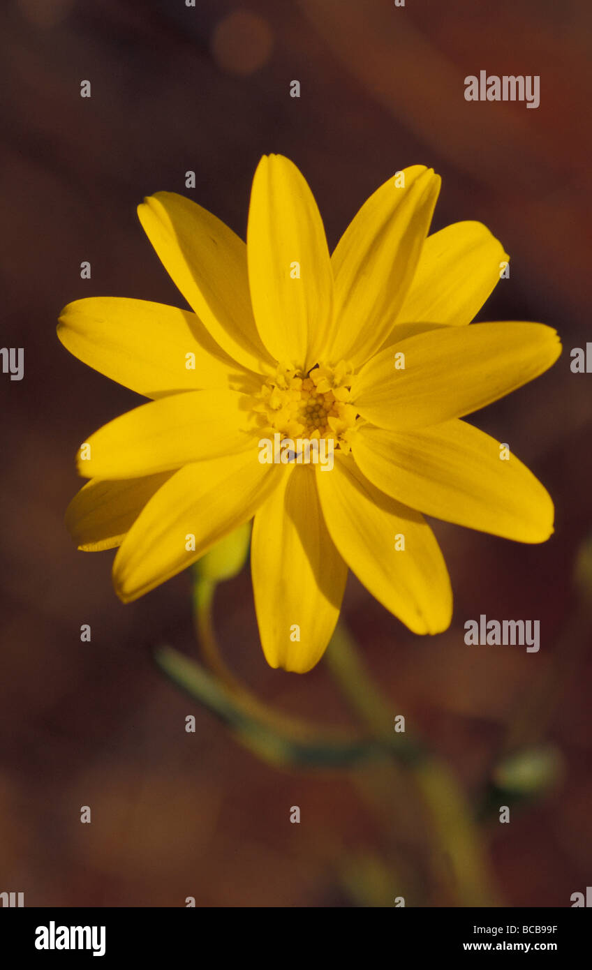 Yellowtop hires stock photography and images Alamy