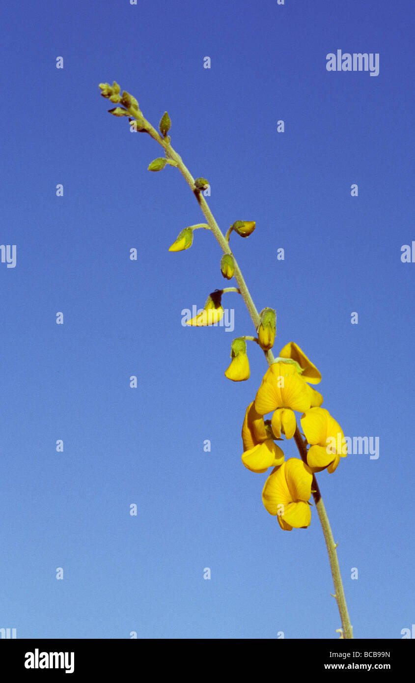 A New-Holland Rattlepod, Crotalaria Novae-Hollandiae, desert flower. Stock Photo