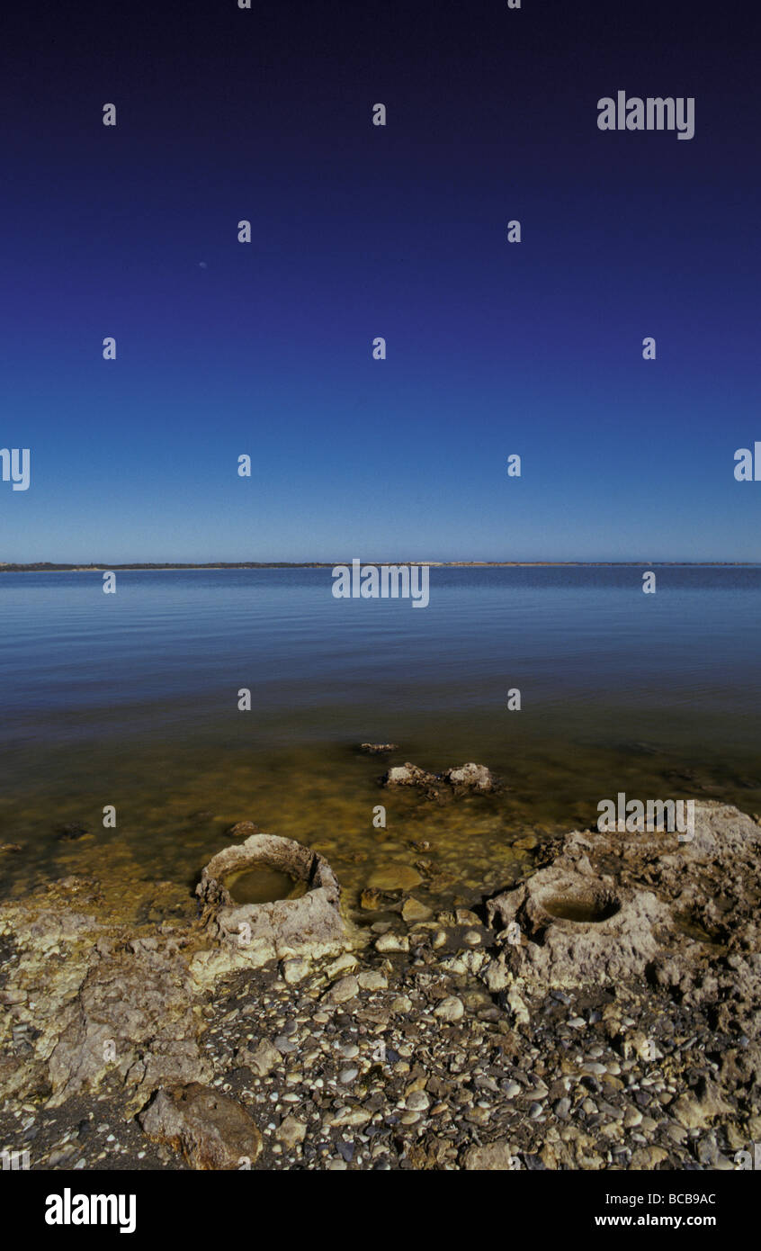 Petrified fossilised tree stumps immersed in a remote coastal lagoon. Stock Photo