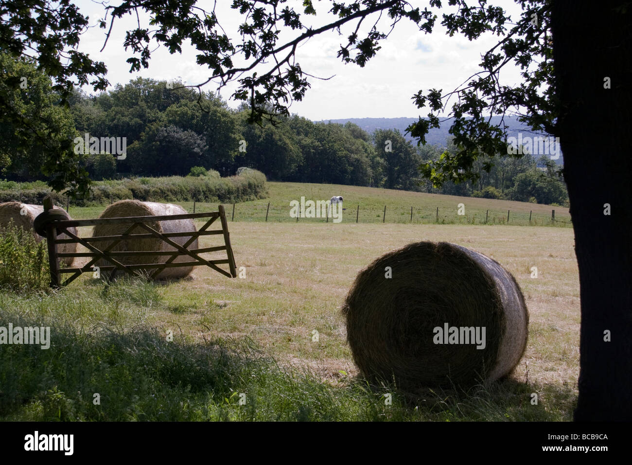 Field with Hay bales Stock Photo - Alamy