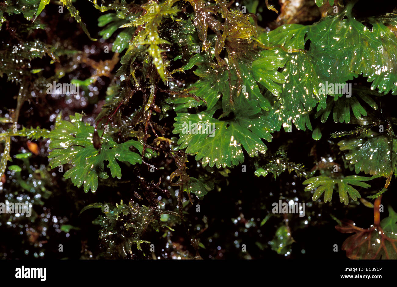 Thallose Liverwort, Hymenphyton Flabellatum, grow on Beech forest logs Stock Photo