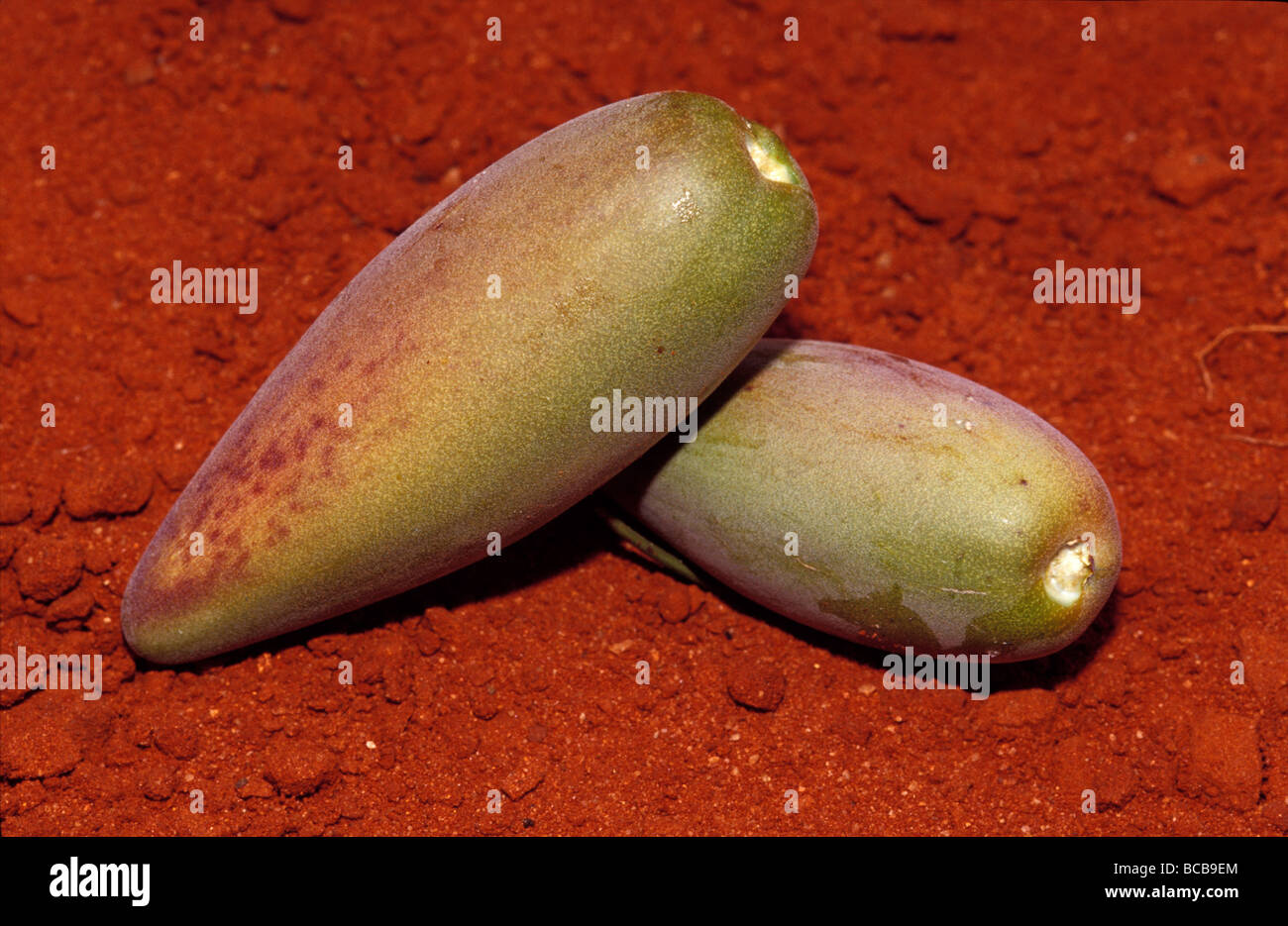 Bush banana traditional aboriginal
