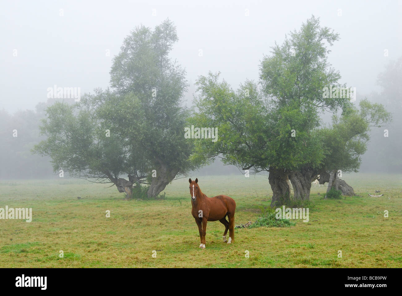 Horse in a foggy field, Burgundy, France Stock Photo