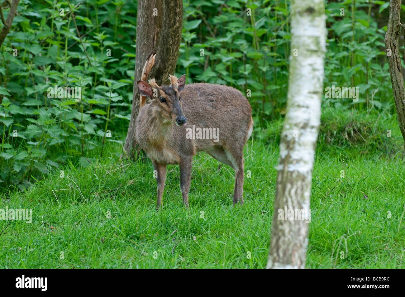 Muntjac Deer: Muntiacus reevesi Stock Photo
